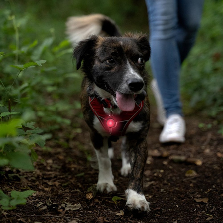 Diamentowa lampka bezpieczeństwa dla zwierząt UMO21003
